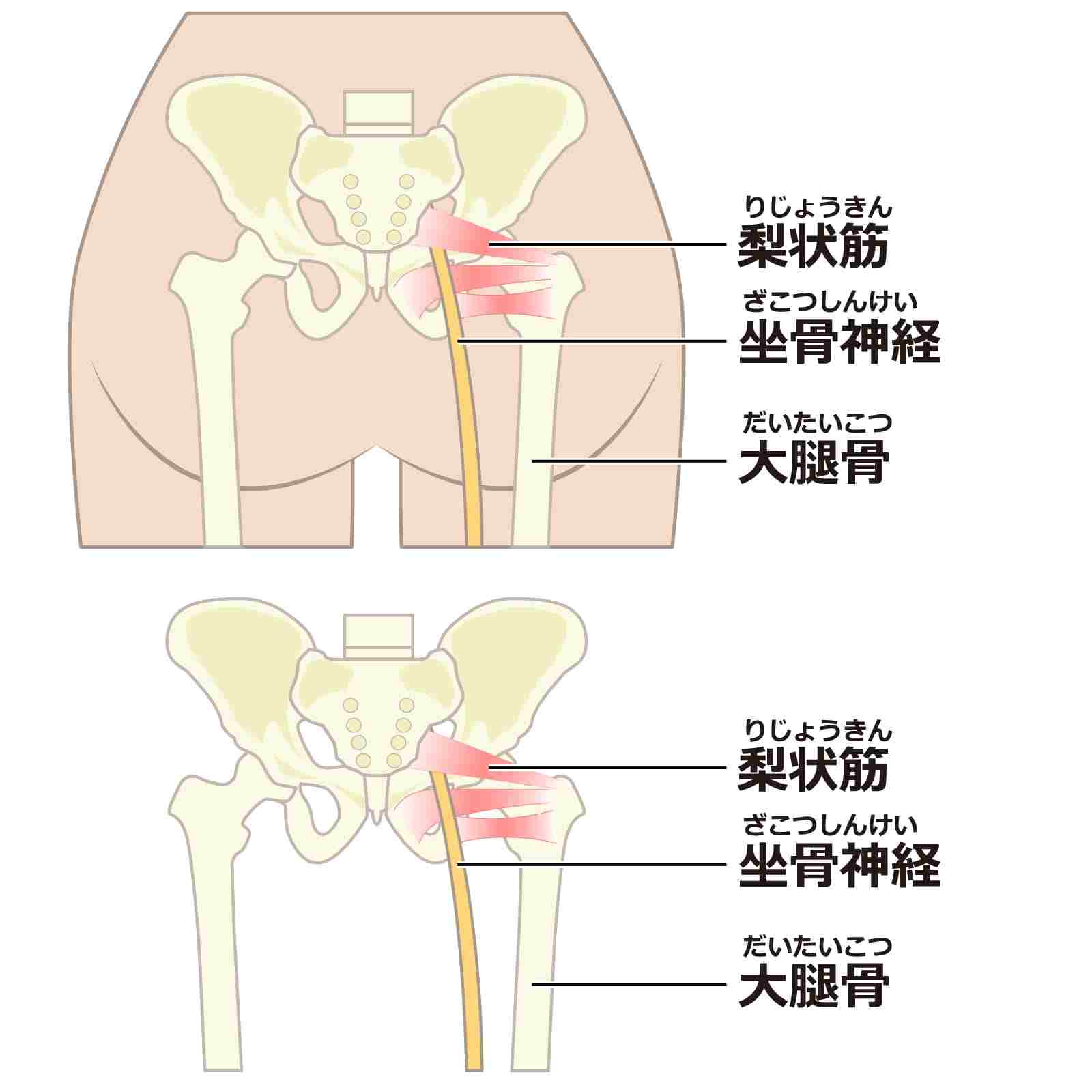 坐骨神経とその周りの組織のイラスト