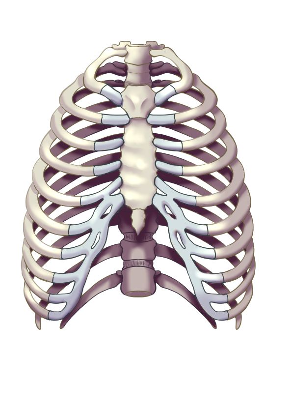 胸郭のイラスト