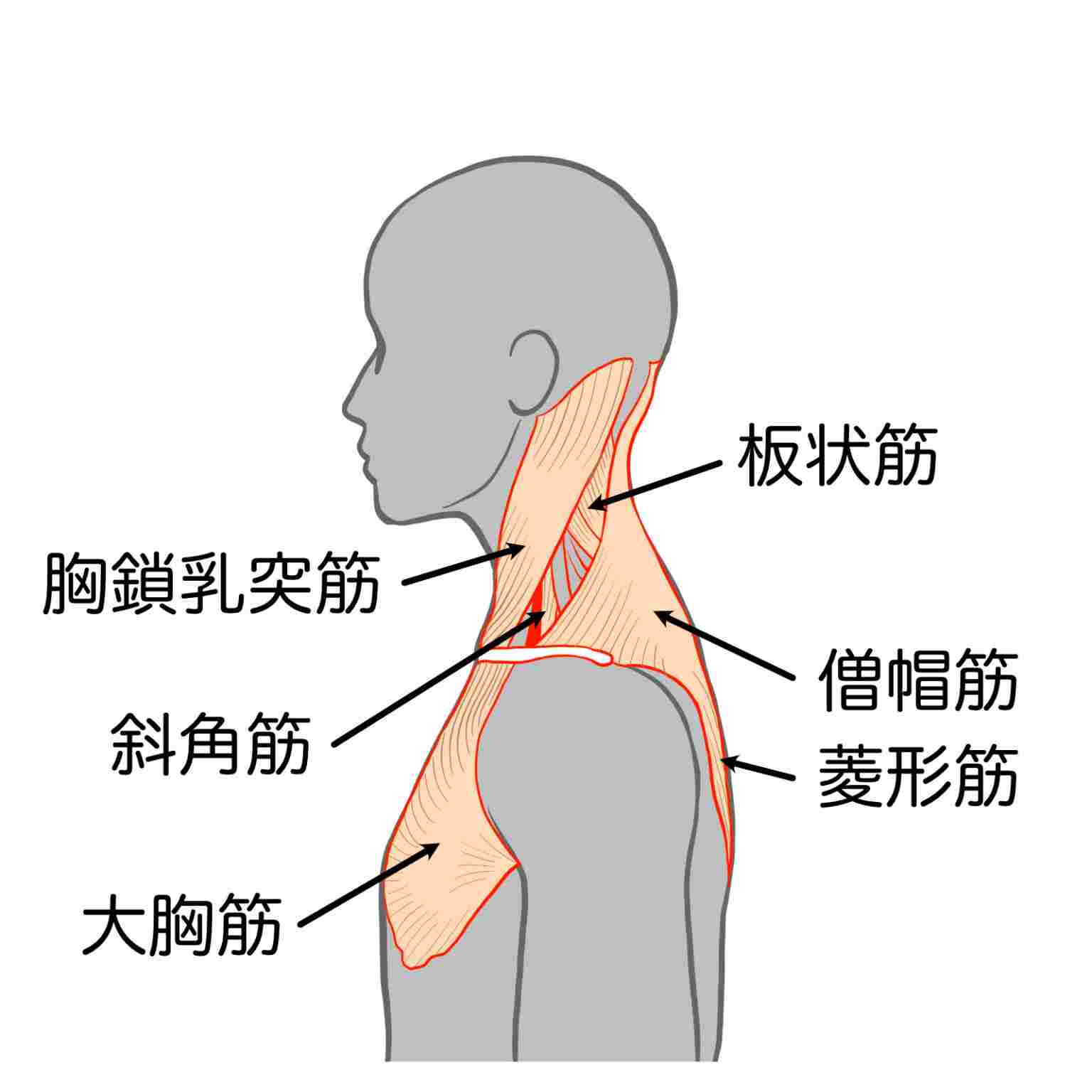 首と肩回りの筋肉のイラスト