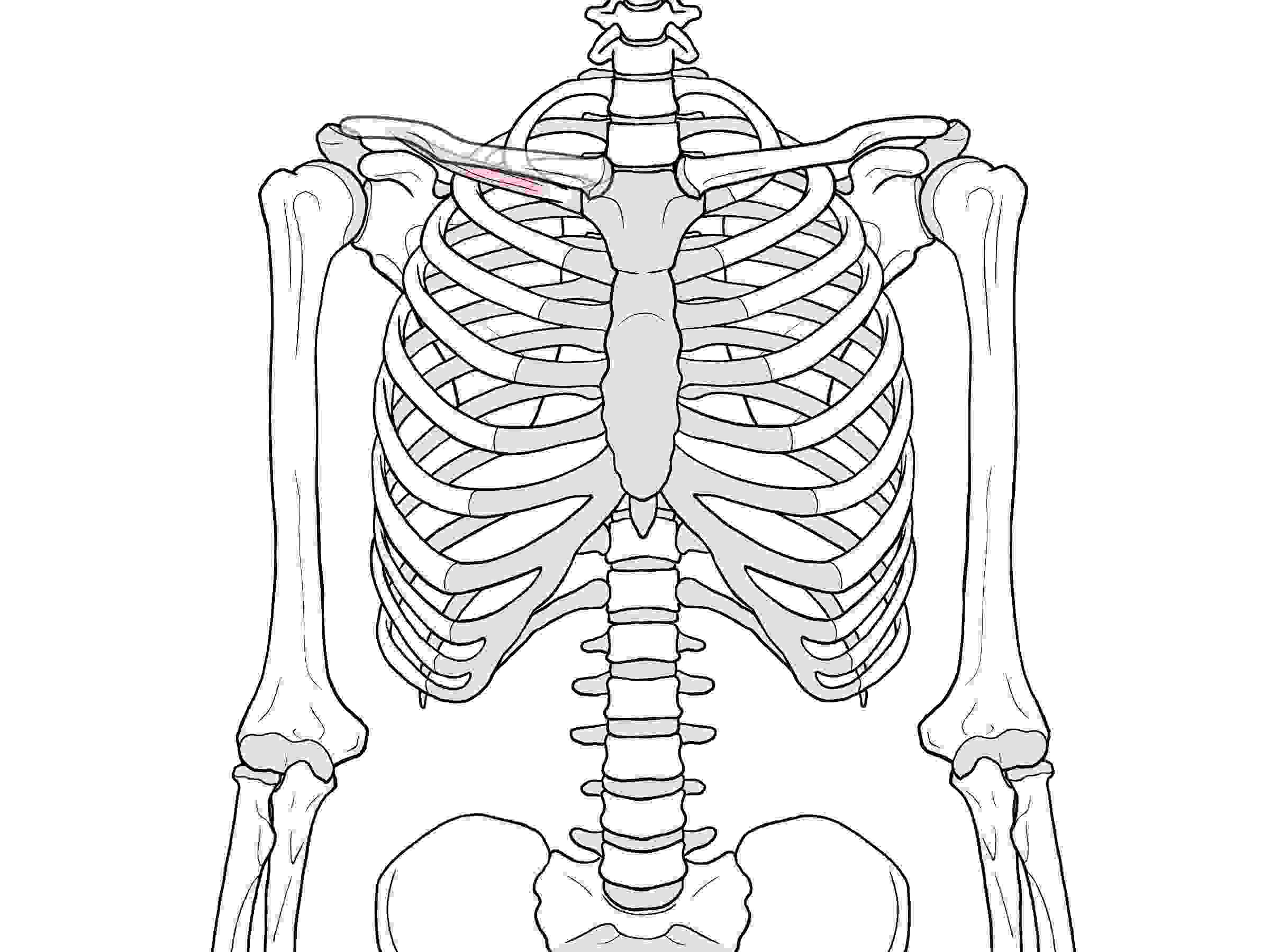 胸郭の解剖イラスト