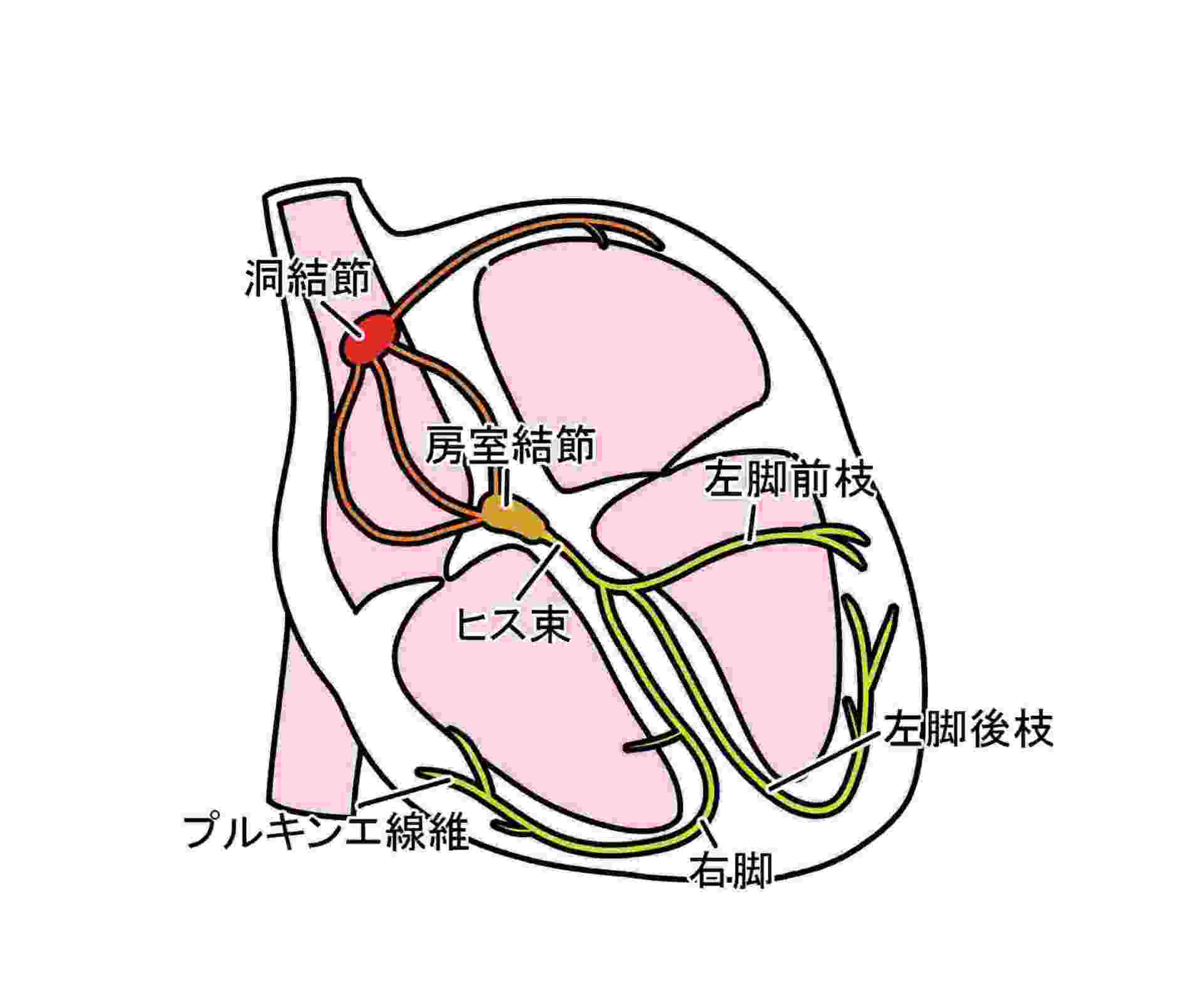 心臓の刺激伝導系のイラスト
