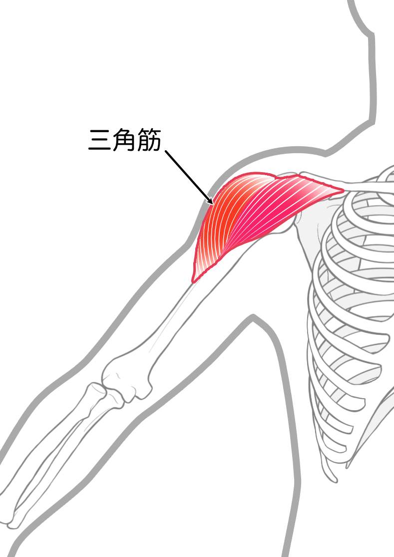 三角筋のイラスト