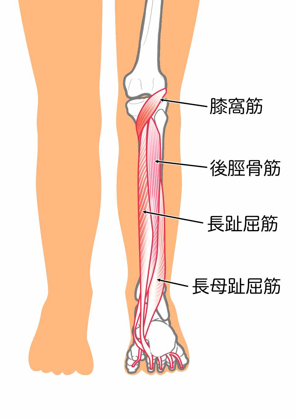 後脛骨筋のイラスト