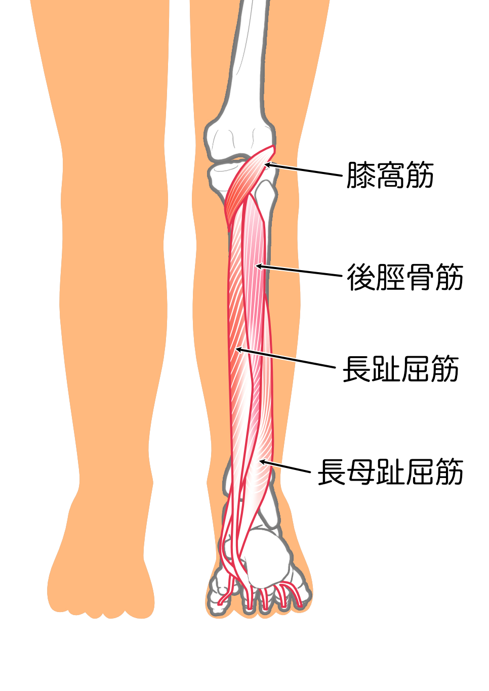 ふくらはぎの筋肉の解剖学的イラスト