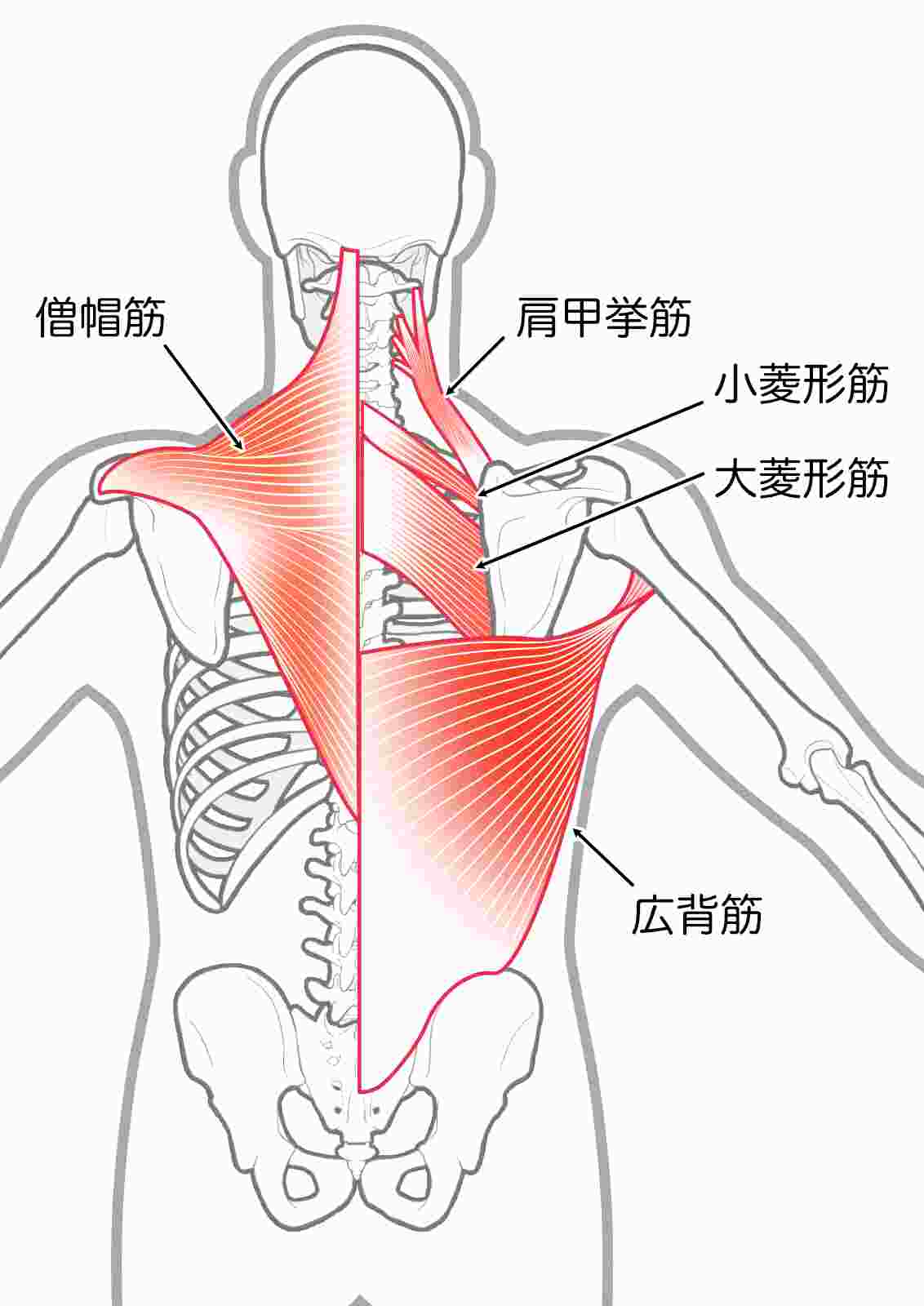 背中全体の筋肉のイラスト