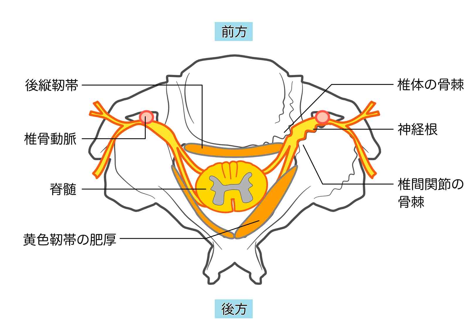 頸椎のイラスト