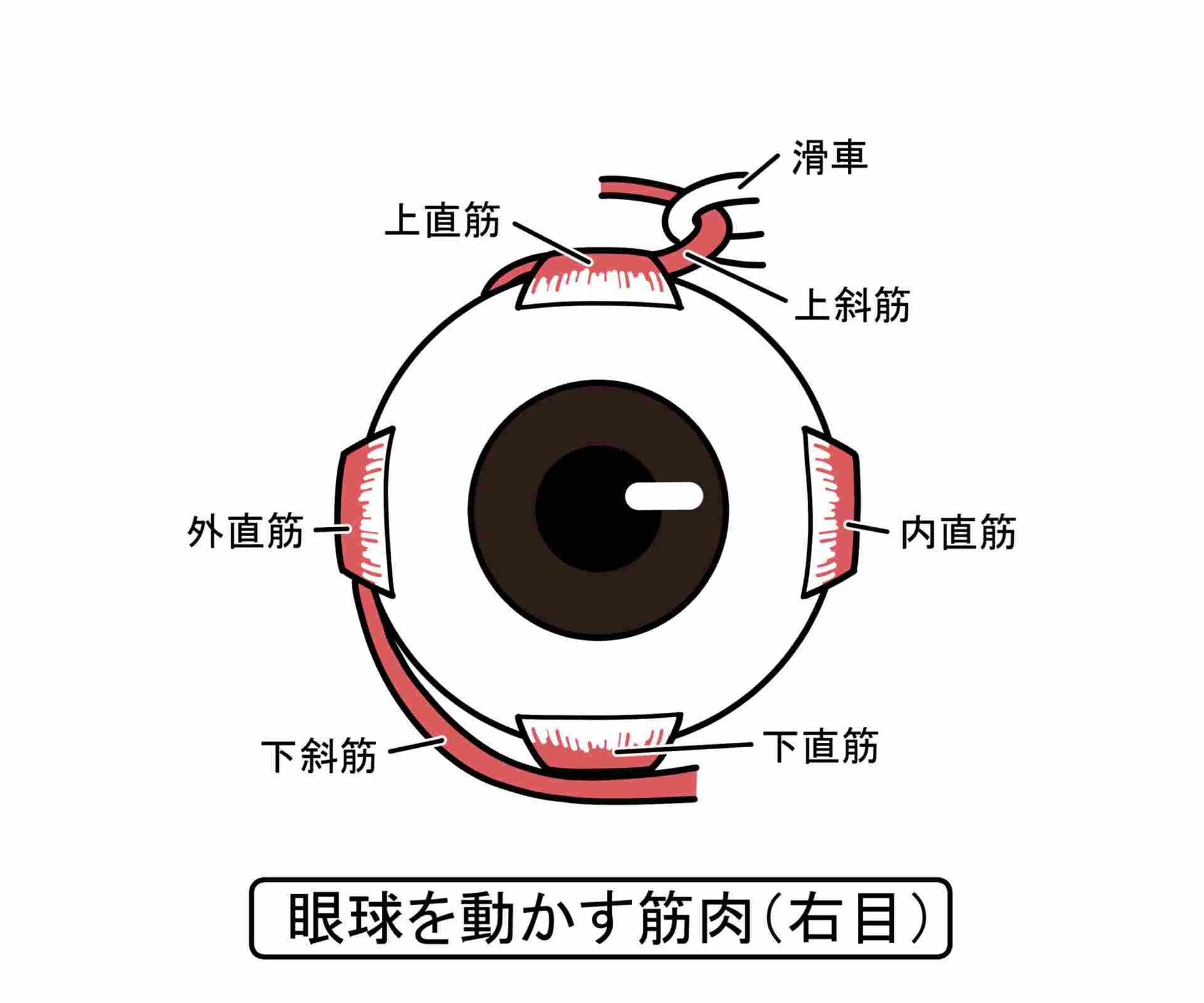 目の筋肉の解剖学的イラスト