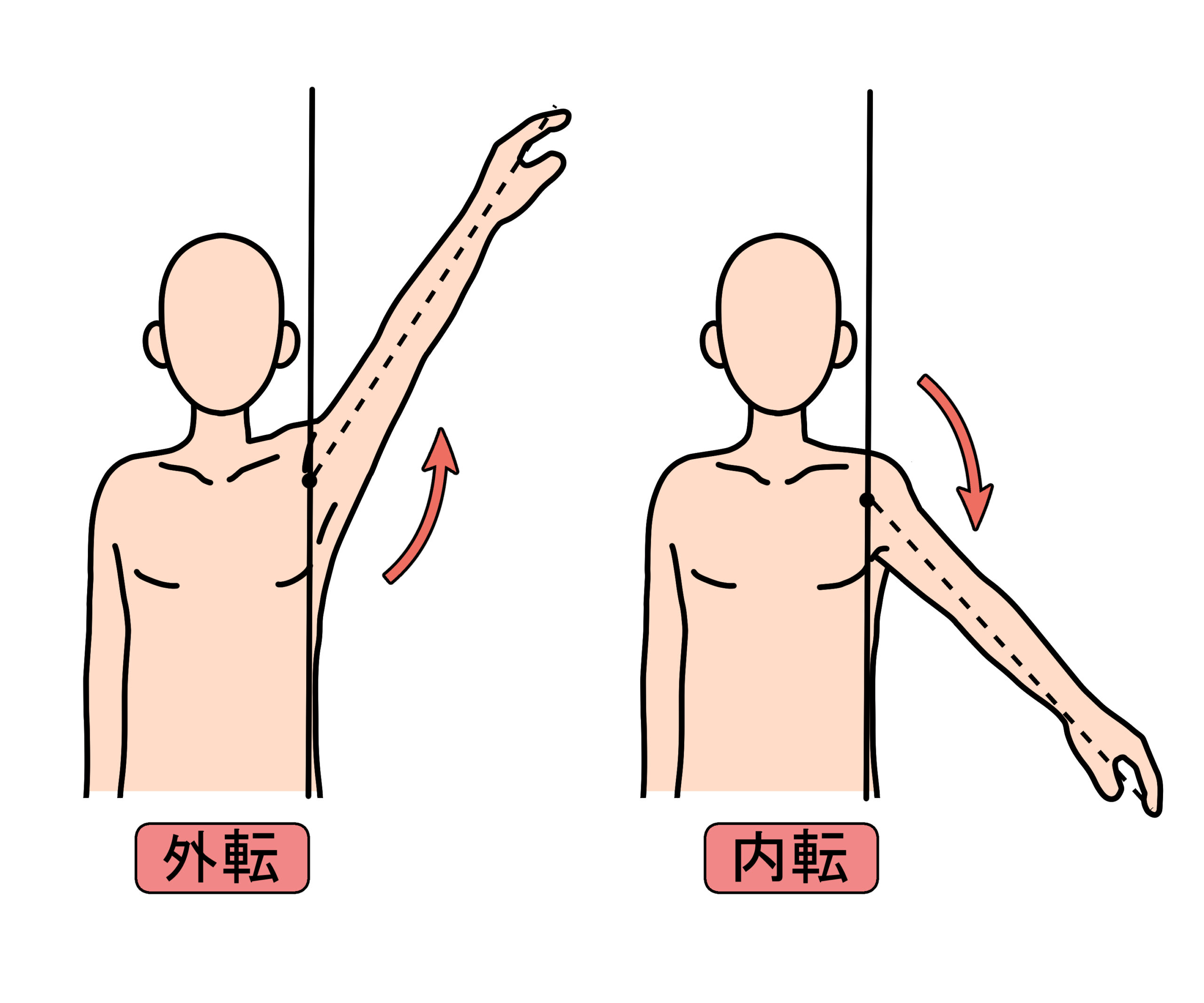 肩の外転と内転動作のイラスト