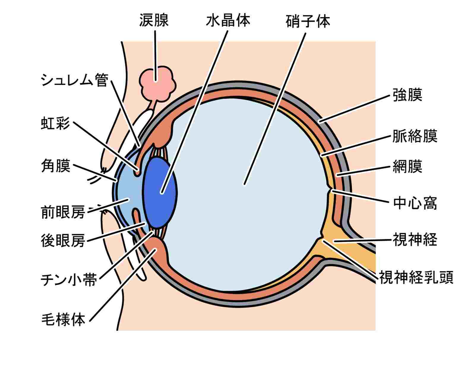 目の組織の解剖学的イラスト