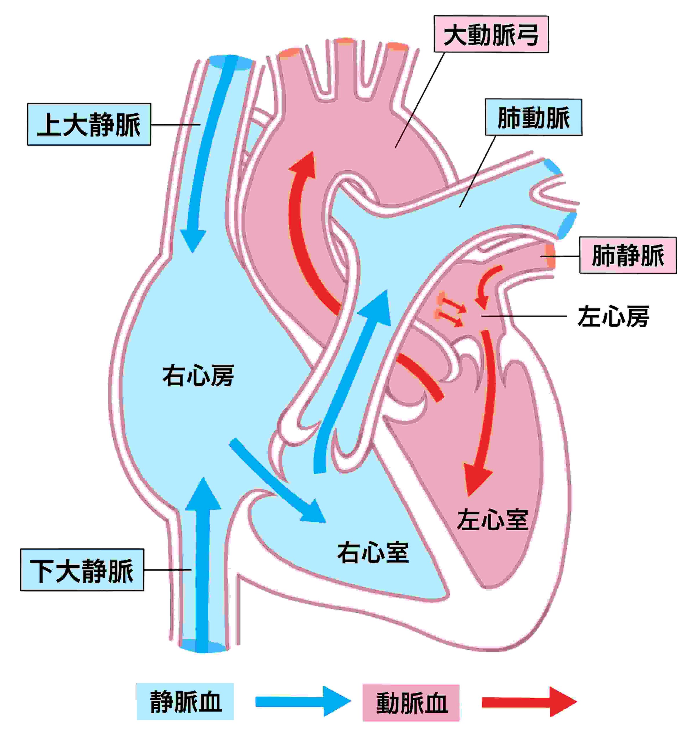 心臓と血液のイラスト