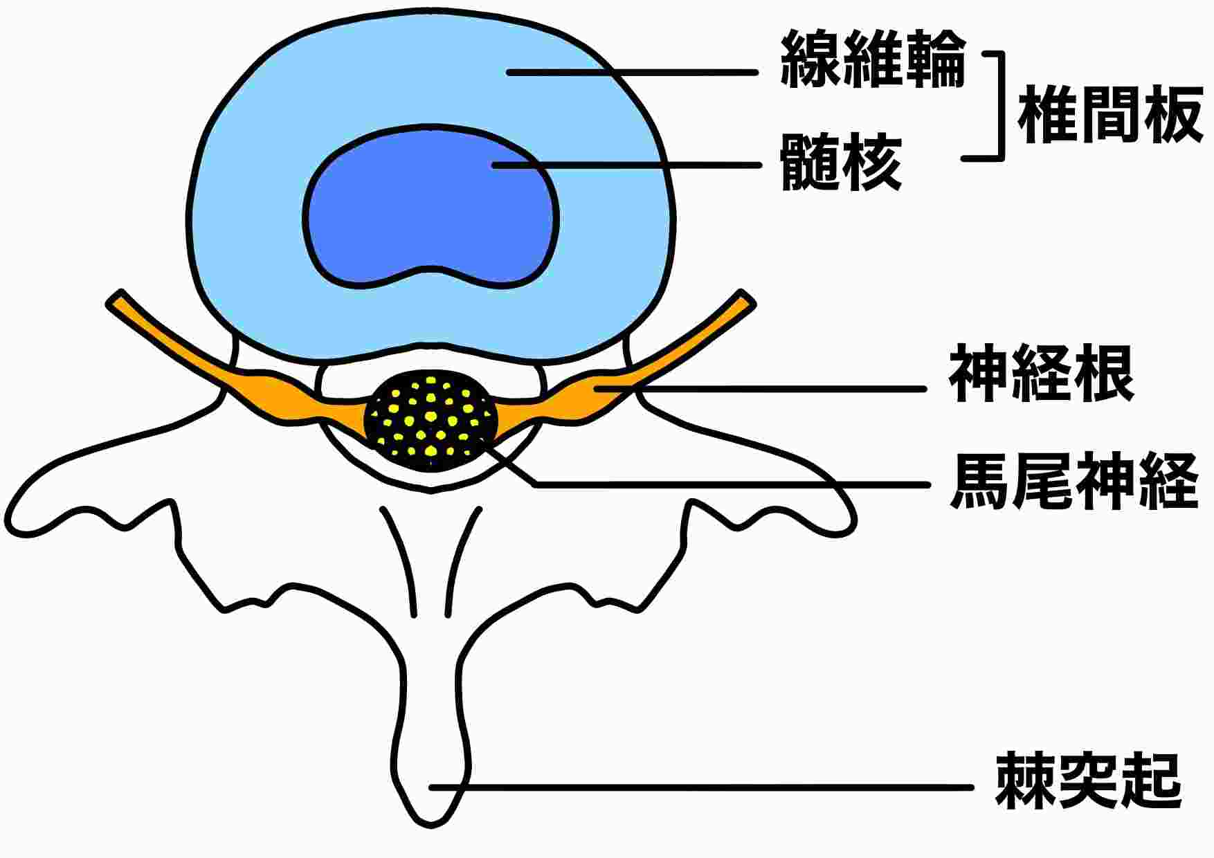 椎体のイラスト