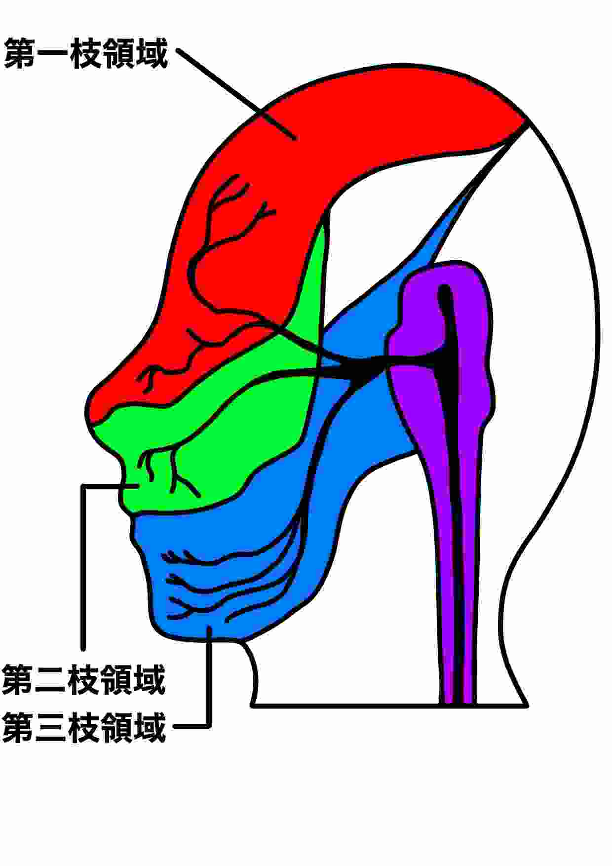 顔周りに分布する三叉神経のイラスト