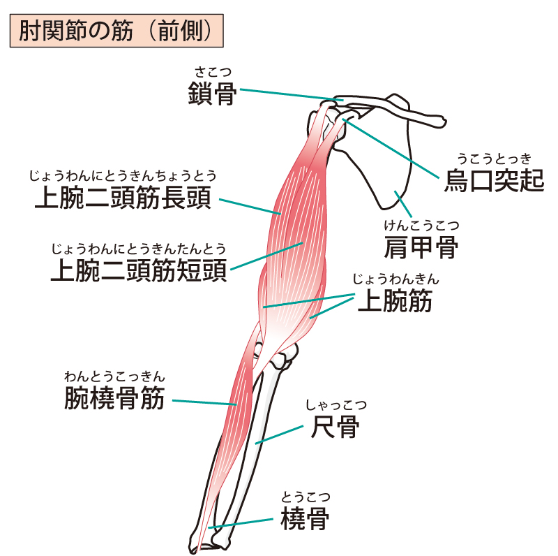 肘の解剖のイラスト