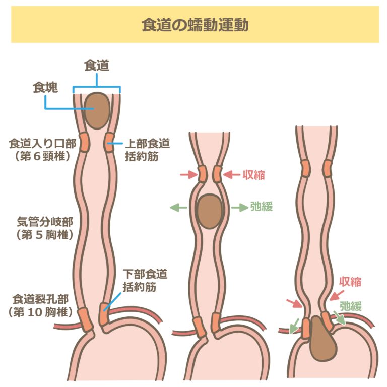 消化器系の蠕動運動のイラスト