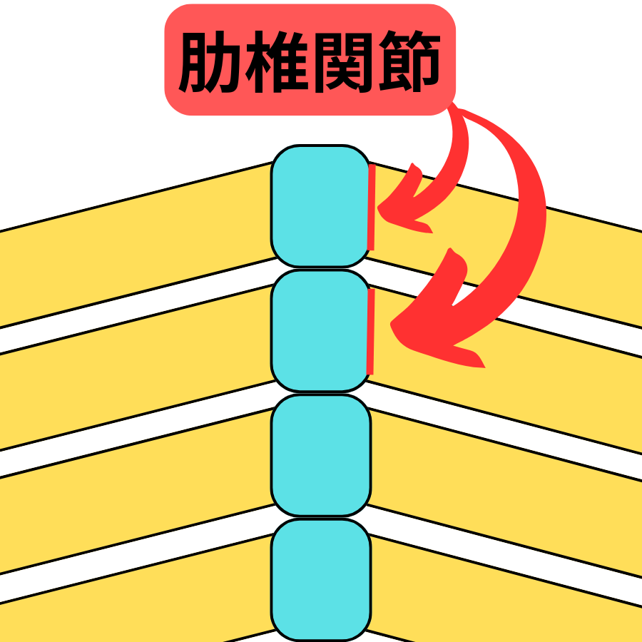 肋椎関節の簡略図